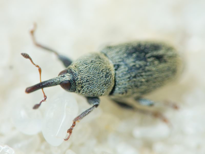Sibinia (Sibinia) subelliptica Desbrochers des Loges, 1873